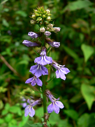 {Lobelia amoena}